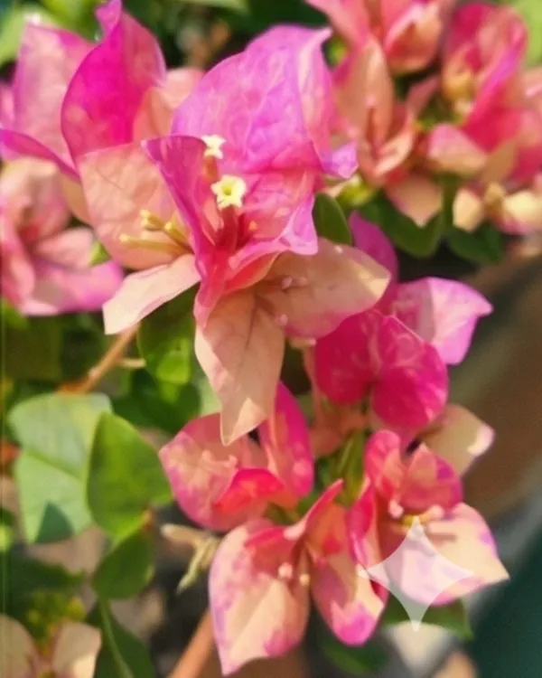 Red_September_Bougainvillea_Plant_|_Grafted_Seasonal_Rich_Bloom_Variety_|_Deep_Red_Flowers_|_Heavy_Flowering_|_Healthy_Live_Plant_Guaranteed
