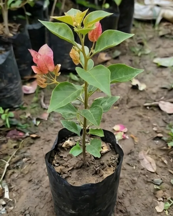 Red_September_Bougainvillea_Plant_|_Grafted_Seasonal_Rich_Bloom_Variety_|_Deep_Red_Flowers_|_Heavy_Flowering_|_Healthy_Live_Plant_Guaranteed