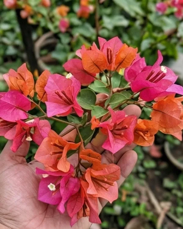 Red_Wonder_Bougainvillea_Plant_|_Grafted_Bright_Bloom_Variety_|_Bright_Red_Flowers_|_Heavy_Flowering_|_Healthy_Live_Plant_Guaranteed