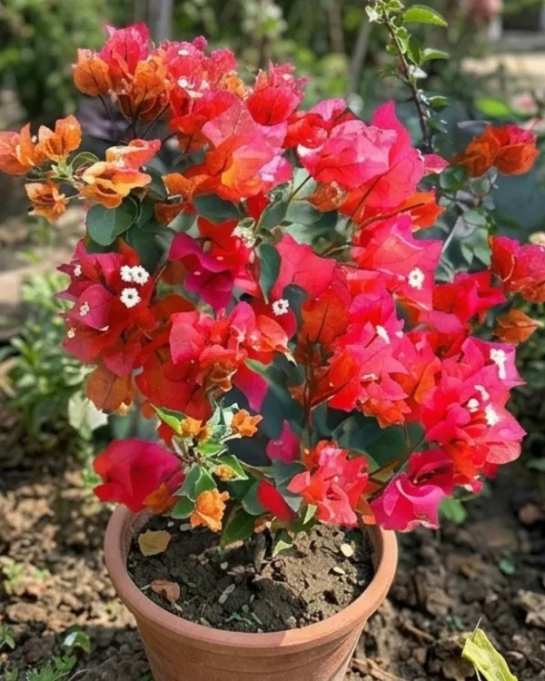 Red_Wonder_Bougainvillea_Plant_|_Grafted_Bright_Bloom_Variety_|_Bright_Red_Flowers_|_Heavy_Flowering_|_Healthy_Live_Plant_Guaranteed