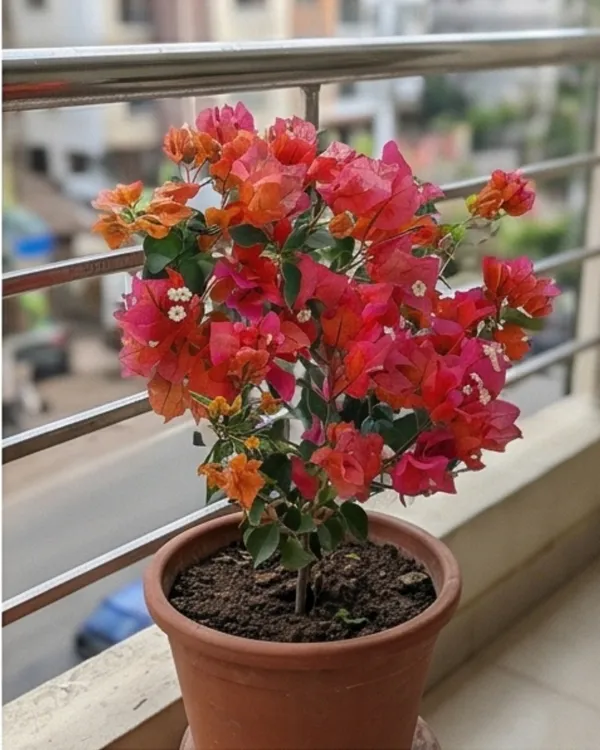Red_Wonder_Bougainvillea_Plant_|_Grafted_Bright_Bloom_Variety_|_Bright_Red_Flowers_|_Heavy_Flowering_|_Healthy_Live_Plant_Guaranteed