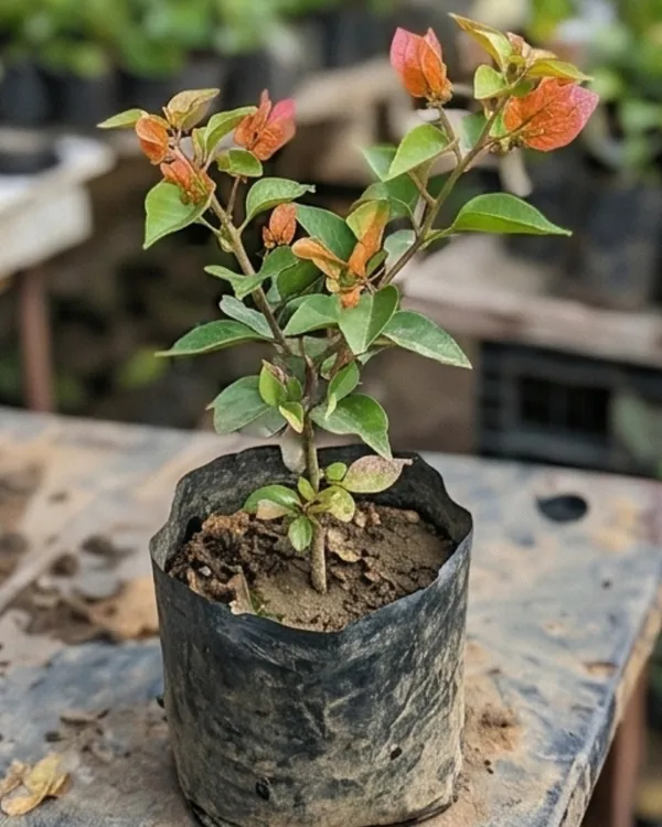 Red_Wonder_Bougainvillea_Plant_|_Grafted_Bright_Bloom_Variety_|_Bright_Red_Flowers_|_Heavy_Flowering_|_Healthy_Live_Plant_Guaranteed