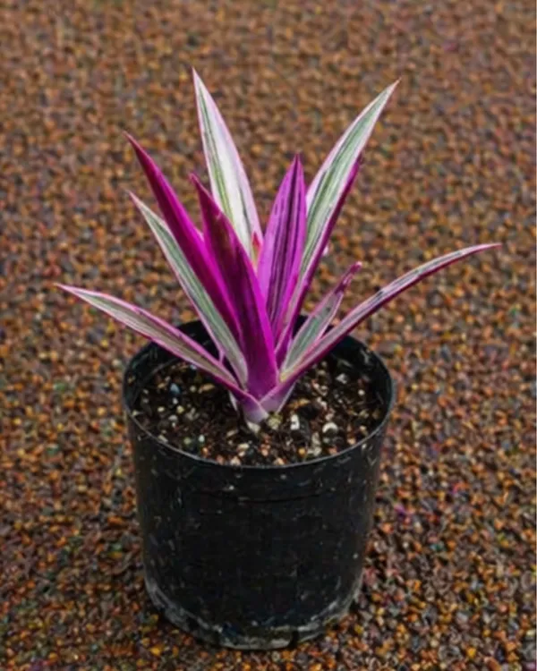 Rhoeo_Oyster_Plant_|_Grafted_Rhoeo_Plant_|_Purple_Indoor_Plant_|_Low_Maintenance_|_Healthy_Live_Plant_Guaranteed