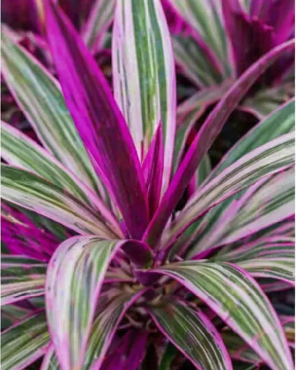 Rhoeo_Oyster_Plant_|_Grafted_Rhoeo_Plant_|_Purple_Indoor_Plant_|_Low_Maintenance_|_Healthy_Live_Plant_Guaranteed