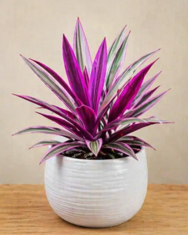 Rhoeo_Oyster_Plant_|_Grafted_Rhoeo_Plant_|_Purple_Indoor_Plant_|_Low_Maintenance_|_Healthy_Live_Plant_Guaranteed
