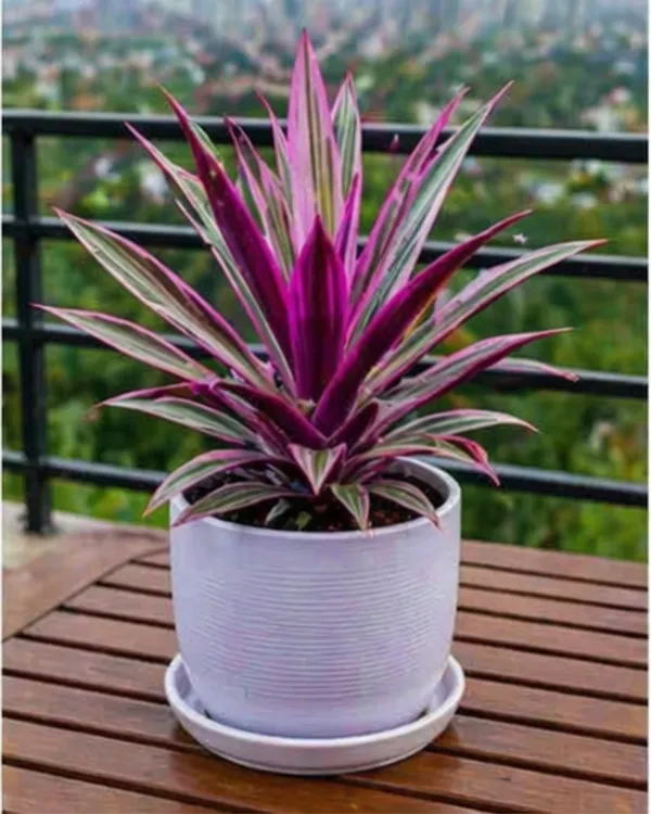 Rhoeo_Oyster_Plant_|_Grafted_Rhoeo_Plant_|_Purple_Indoor_Plant_|_Low_Maintenance_|_Healthy_Live_Plant_Guaranteed
