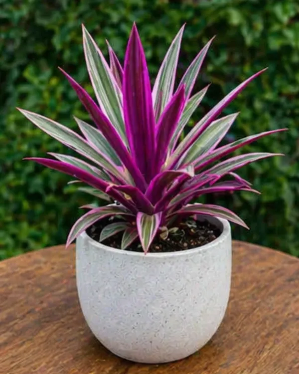 Rhoeo_Oyster_Plant_|_Grafted_Rhoeo_Plant_|_Purple_Indoor_Plant_|_Low_Maintenance_|_Healthy_Live_Plant_Guaranteed