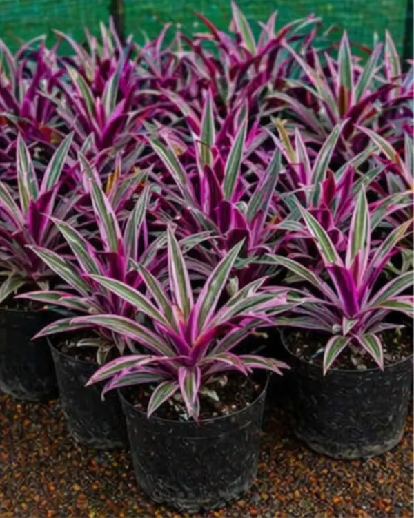 Rhoeo_Oyster_Plant_|_Grafted_Rhoeo_Plant_|_Purple_Indoor_Plant_|_Low_Maintenance_|_Healthy_Live_Plant_Guaranteed