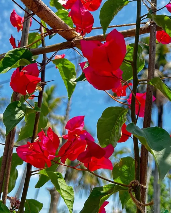 Chilli_Red_Bougainvillea_Plant_|_Grafted_Exotic_Compact_Bloom_Variety_|_Deep_Red_Flowers_|_Heavy_Flowering_|_Healthy_Live_Plant_Guaranteed
