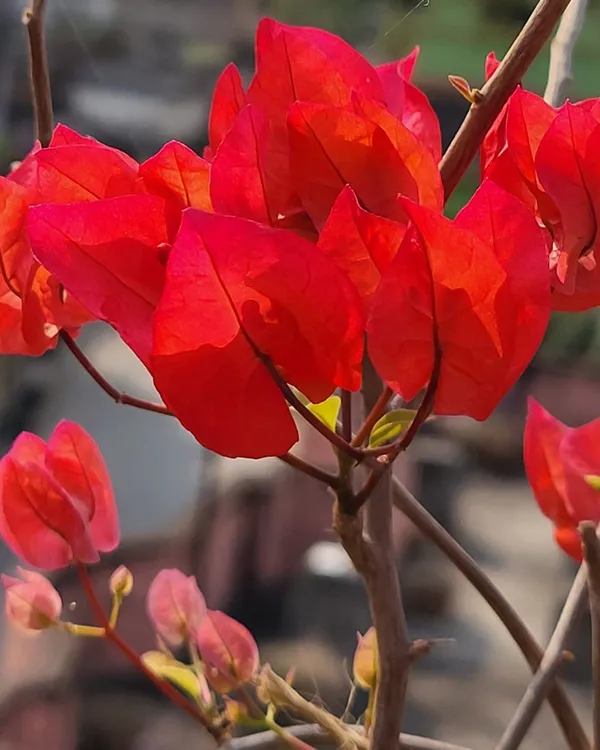 Chilli_Red_Bougainvillea_Plant_|_Grafted_Exotic_Compact_Bloom_Variety_|_Deep_Red_Flowers_|_Heavy_Flowering_|_Healthy_Live_Plant_Guaranteed