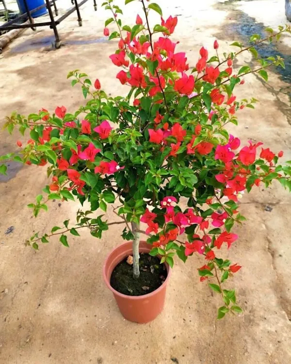 Chilli_Red_Bougainvillea_Plant_|_Grafted_Exotic_Compact_Bloom_Variety_|_Deep_Red_Flowers_|_Heavy_Flowering_|_Healthy_Live_Plant_Guaranteed
