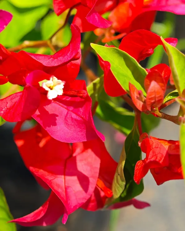 Chilli_Red_Bougainvillea_Plant_|_Grafted_Exotic_Compact_Bloom_Variety_|_Deep_Red_Flowers_|_Heavy_Flowering_|_Healthy_Live_Plant_Guaranteed