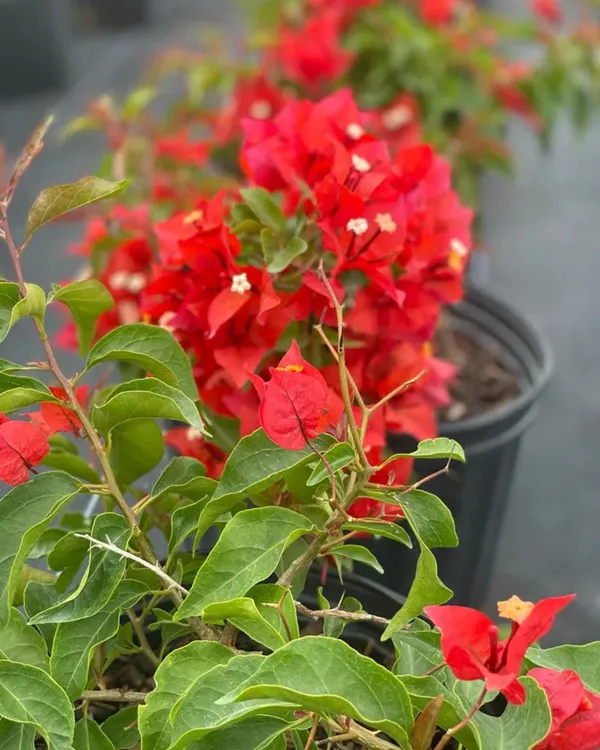 Chilli_Red_Bougainvillea_Plant_|_Grafted_Exotic_Compact_Bloom_Variety_|_Deep_Red_Flowers_|_Heavy_Flowering_|_Healthy_Live_Plant_Guaranteed