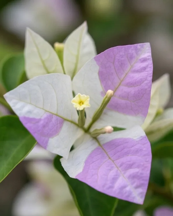 Romeo_Juliet_Bougainvillea_Plant_|_Grafted_Romantic_Dual_Tone_Bloom_Variety_|_Pink_White_Flowers_|_Heavy_Flowering_|_Healthy_Live_Plant_Guaranteed