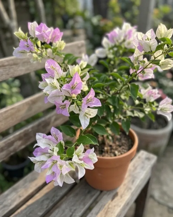 Romeo_Juliet_Bougainvillea_Plant_|_Grafted_Romantic_Dual_Tone_Bloom_Variety_|_Pink_White_Flowers_|_Heavy_Flowering_|_Healthy_Live_Plant_Guaranteed