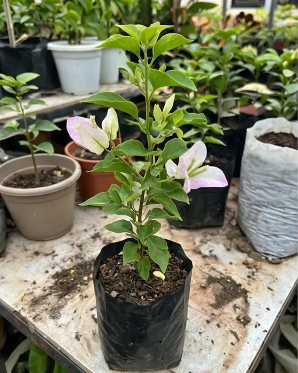 Romeo_Juliet_Bougainvillea_Plant_|_Grafted_Romantic_Dual_Tone_Bloom_Variety_|_Pink_White_Flowers_|_Heavy_Flowering_|_Healthy_Live_Plant_Guaranteed
