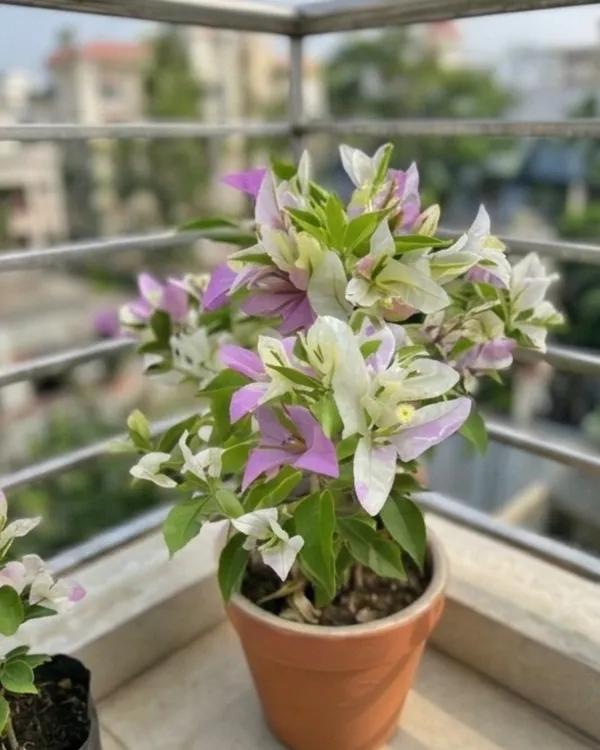 Romeo_Juliet_Bougainvillea_Plant_|_Grafted_Romantic_Dual_Tone_Bloom_Variety_|_Pink_White_Flowers_|_Heavy_Flowering_|_Healthy_Live_Plant_Guaranteed