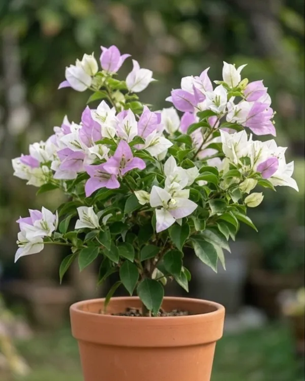 Romeo_Juliet_Bougainvillea_Plant_|_Grafted_Romantic_Dual_Tone_Bloom_Variety_|_Pink_White_Flowers_|_Heavy_Flowering_|_Healthy_Live_Plant_Guaranteed