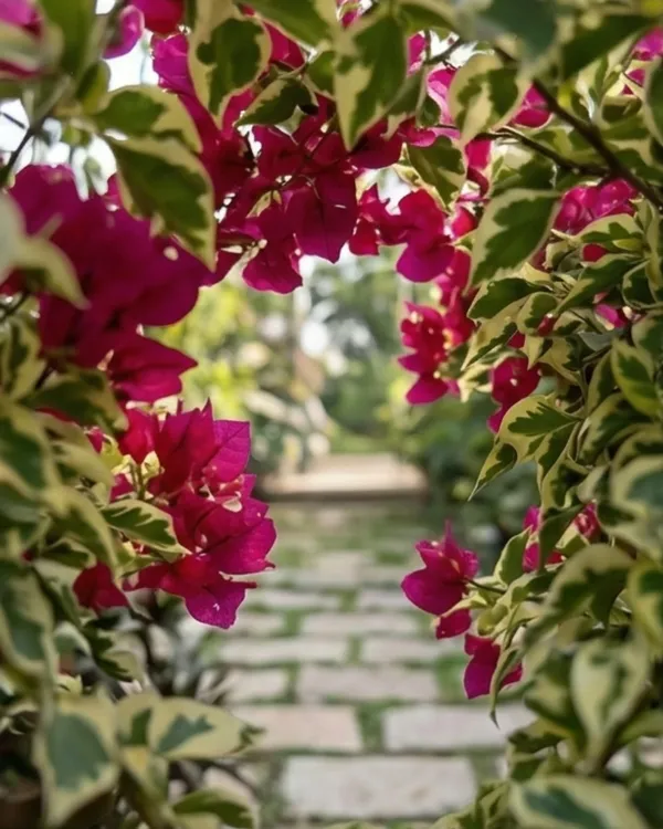 Royal_Dauphine_Bougainvillea_Plant_|_Grafted_Classic_Royal_Bloom_Variety_|_Magenta_Purple_Flowers_|_Heavy_Flowering_|_Healthy_Live_Plant_Guaranteed