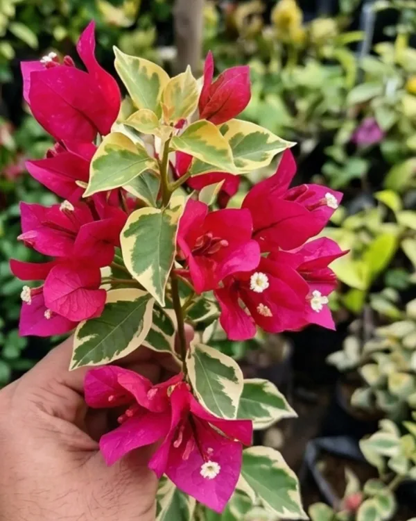 Royal_Dauphine_Bougainvillea_Plant_|_Grafted_Classic_Royal_Bloom_Variety_|_Magenta_Purple_Flowers_|_Heavy_Flowering_|_Healthy_Live_Plant_Guaranteed
