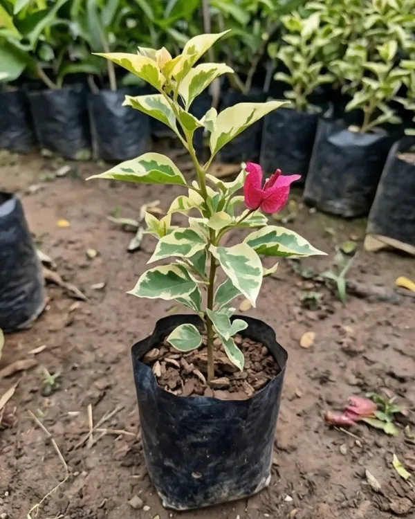 Royal_Dauphine_Bougainvillea_Plant_|_Grafted_Classic_Royal_Bloom_Variety_|_Magenta_Purple_Flowers_|_Heavy_Flowering_|_Healthy_Live_Plant_Guaranteed