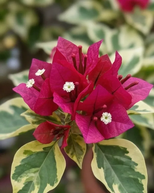 Royal_Dauphine_Bougainvillea_Plant_|_Grafted_Classic_Royal_Bloom_Variety_|_Magenta_Purple_Flowers_|_Heavy_Flowering_|_Healthy_Live_Plant_Guaranteed