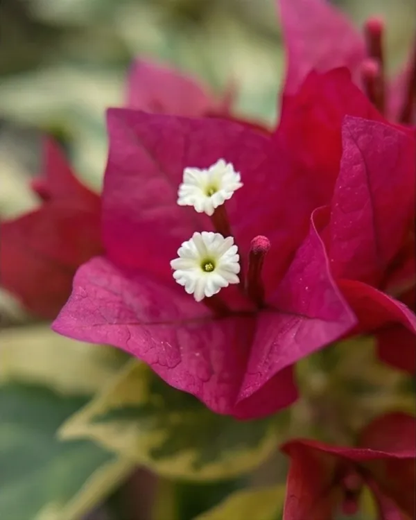 Royal_Dauphine_Bougainvillea_Plant_|_Grafted_Classic_Royal_Bloom_Variety_|_Magenta_Purple_Flowers_|_Heavy_Flowering_|_Healthy_Live_Plant_Guaranteed