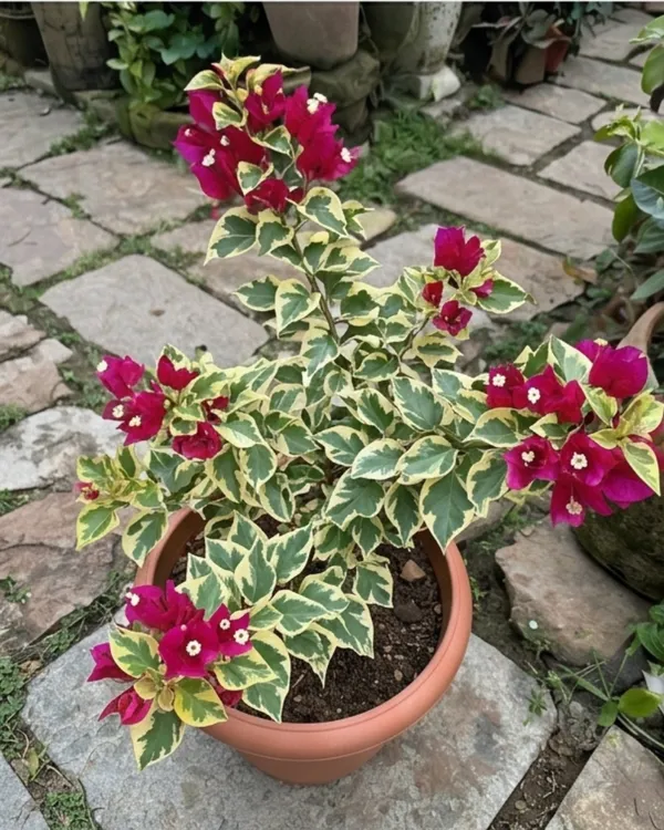 Royal_Dauphine_Bougainvillea_Plant_|_Grafted_Classic_Royal_Bloom_Variety_|_Magenta_Purple_Flowers_|_Heavy_Flowering_|_Healthy_Live_Plant_Guaranteed