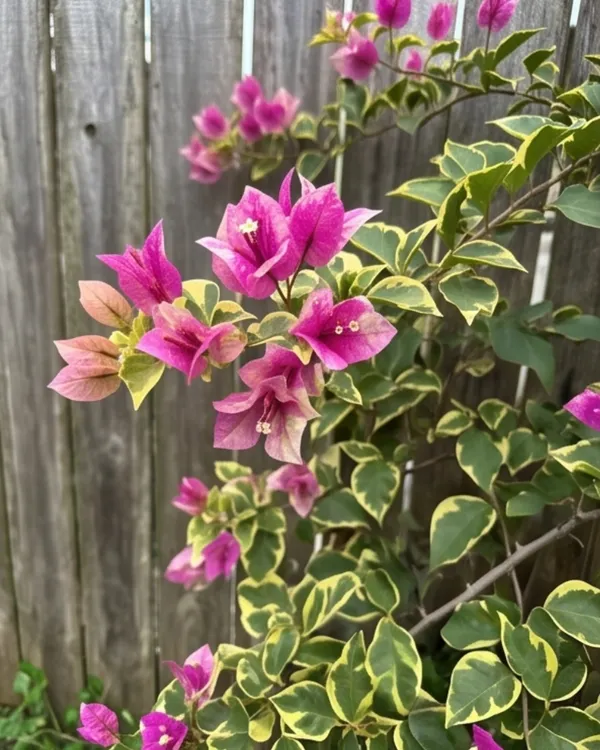 Royal_Splash_Bougainvillea_Plant_|_Grafted_Variegated_Bloom_Variety_|_Pink_White_Splash_Flowers_|_Heavy_Flowering_|_Healthy_Live_Plant_Guaranteed