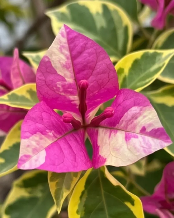 Royal_Splash_Bougainvillea_Plant_|_Grafted_Variegated_Bloom_Variety_|_Pink_White_Splash_Flowers_|_Heavy_Flowering_|_Healthy_Live_Plant_Guaranteed
