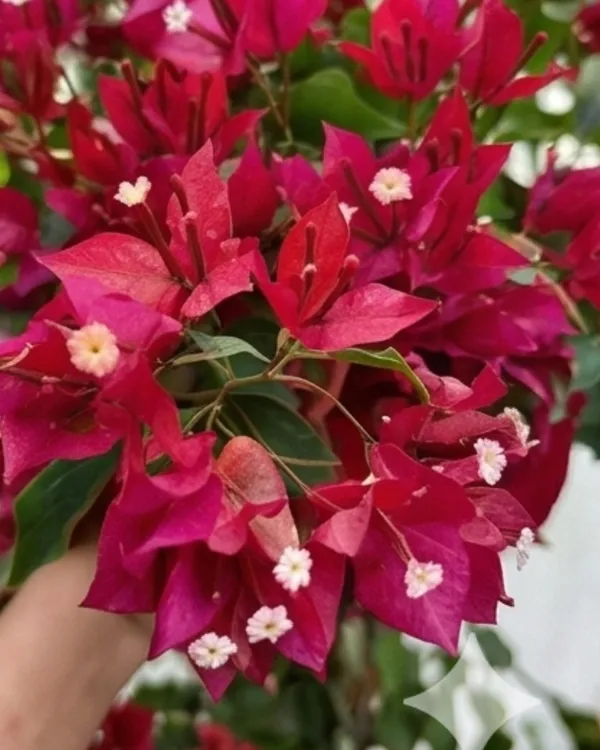 Ruby_Bougainvillea_Plant_|_Grafted_Rich_Jewel_Tone_Bloom_Variety_|_Ruby_Red_Flowers_|_Heavy_Flowering_|_Healthy_Live_Plant_Guaranteed