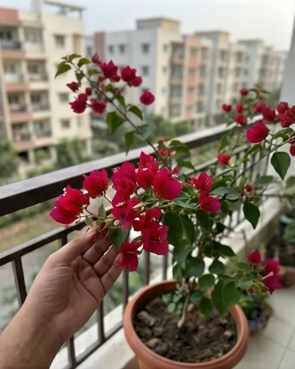 Ruby_Bougainvillea_Plant_|_Grafted_Rich_Jewel_Tone_Bloom_Variety_|_Ruby_Red_Flowers_|_Heavy_Flowering_|_Healthy_Live_Plant_Guaranteed
