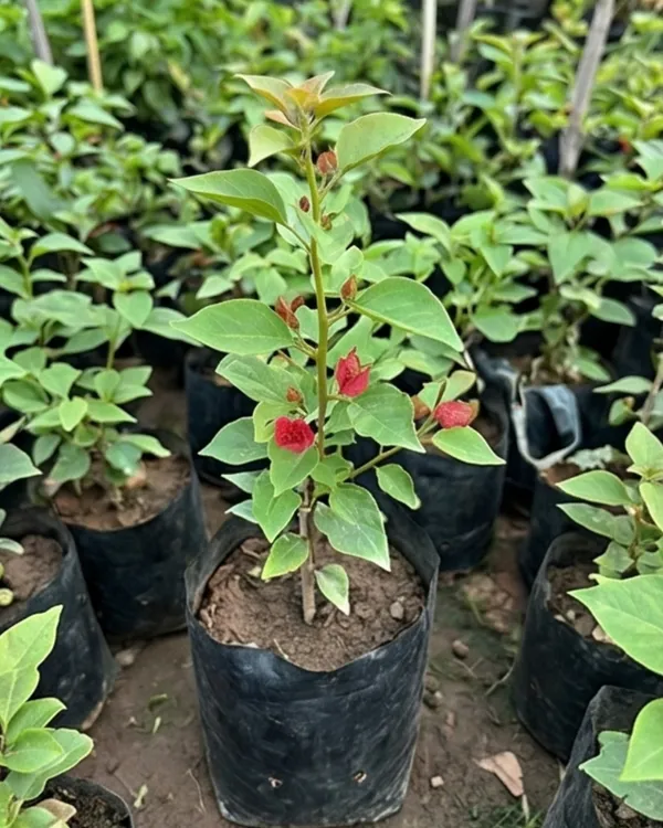 Ruby_Bougainvillea_Plant_|_Grafted_Rich_Jewel_Tone_Bloom_Variety_|_Ruby_Red_Flowers_|_Heavy_Flowering_|_Healthy_Live_Plant_Guaranteed