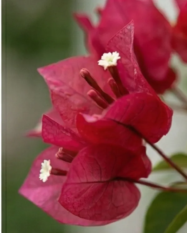 Ruby_Bougainvillea_Plant_|_Grafted_Rich_Jewel_Tone_Bloom_Variety_|_Ruby_Red_Flowers_|_Heavy_Flowering_|_Healthy_Live_Plant_Guaranteed