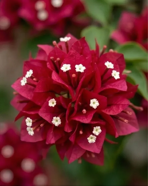 Ruby_Bougainvillea_Plant_|_Grafted_Rich_Jewel_Tone_Bloom_Variety_|_Ruby_Red_Flowers_|_Heavy_Flowering_|_Healthy_Live_Plant_Guaranteed