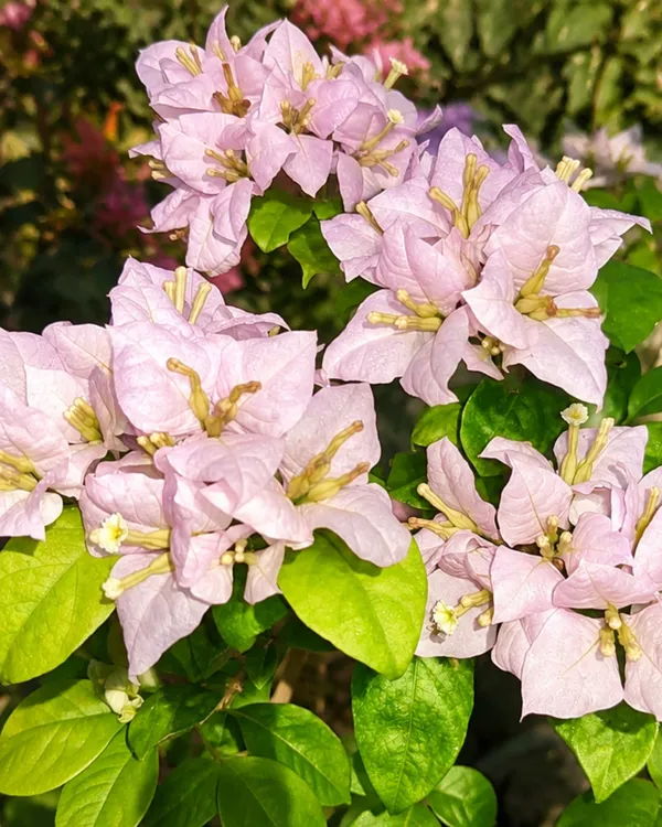 Lilac_Queen_Formosa_Bougainvillea_Plant_|_Grafted_Dual_Tone_Bloom_Variety_|_Lilac_Pink_Flowers_|_Heavy_Flowering_|_Healthy_Live_Plant_Guaranteed