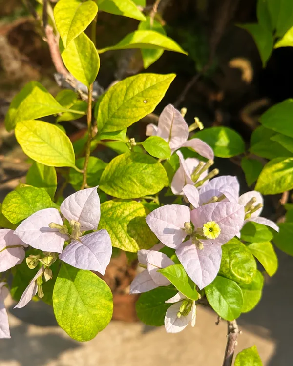 Lilac_Queen_Formosa_Bougainvillea_Plant_|_Grafted_Dual_Tone_Bloom_Variety_|_Lilac_Pink_Flowers_|_Heavy_Flowering_|_Healthy_Live_Plant_Guaranteed