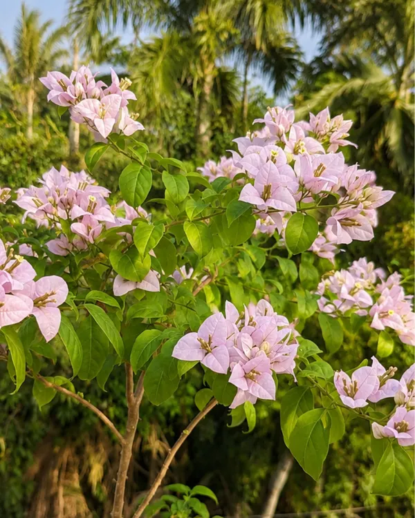 Lilac_Queen_Formosa_Bougainvillea_Plant_|_Grafted_Dual_Tone_Bloom_Variety_|_Lilac_Pink_Flowers_|_Heavy_Flowering_|_Healthy_Live_Plant_Guaranteed
