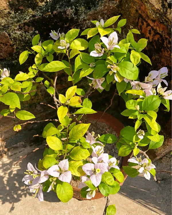 Lilac_Queen_Formosa_Bougainvillea_Plant_|_Grafted_Dual_Tone_Bloom_Variety_|_Lilac_Pink_Flowers_|_Heavy_Flowering_|_Healthy_Live_Plant_Guaranteed