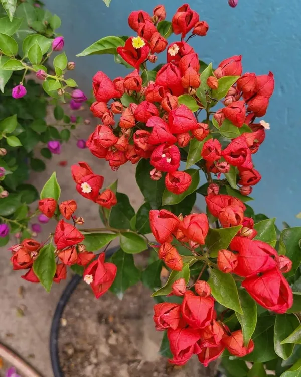 Tanglong_Red_Bougainvillea_Plant_|_Grafted_Exotic_High_Bloom_Variety_|_Bright_Red_Flowers_|_Perfect_for_Terrace_&_Outdoor_Gardens_|_Healthy_Live_Plant_Guaranteed.