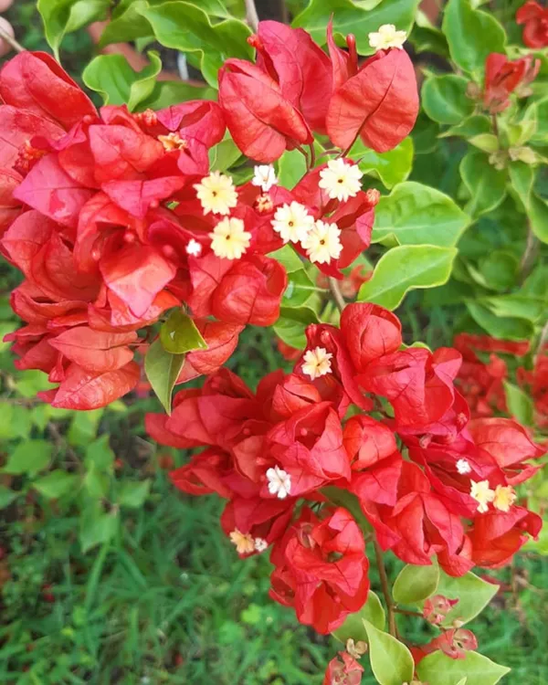 Tanglong_Red_Bougainvillea_Plant_|_Grafted_Exotic_High_Bloom_Variety_|_Bright_Red_Flowers_|_Perfect_for_Terrace_&_Outdoor_Gardens_|_Healthy_Live_Plant_Guaranteed.