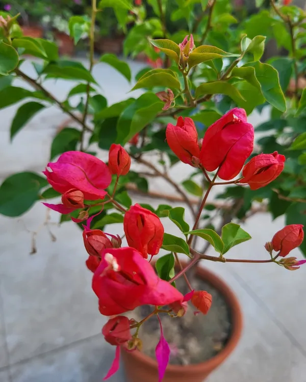 Tanglong_Red_Bougainvillea_Plant_|_Grafted_Exotic_High_Bloom_Variety_|_Bright_Red_Flowers_|_Perfect_for_Terrace_&_Outdoor_Gardens_|_Healthy_Live_Plant_Guaranteed.