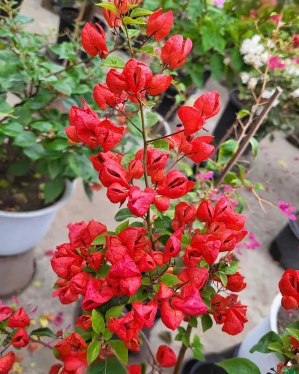 Tanglong_Red_Bougainvillea_Plant_|_Grafted_Exotic_High_Bloom_Variety_|_Bright_Red_Flowers_|_Perfect_for_Terrace_&_Outdoor_Gardens_|_Healthy_Live_Plant_Guaranteed.