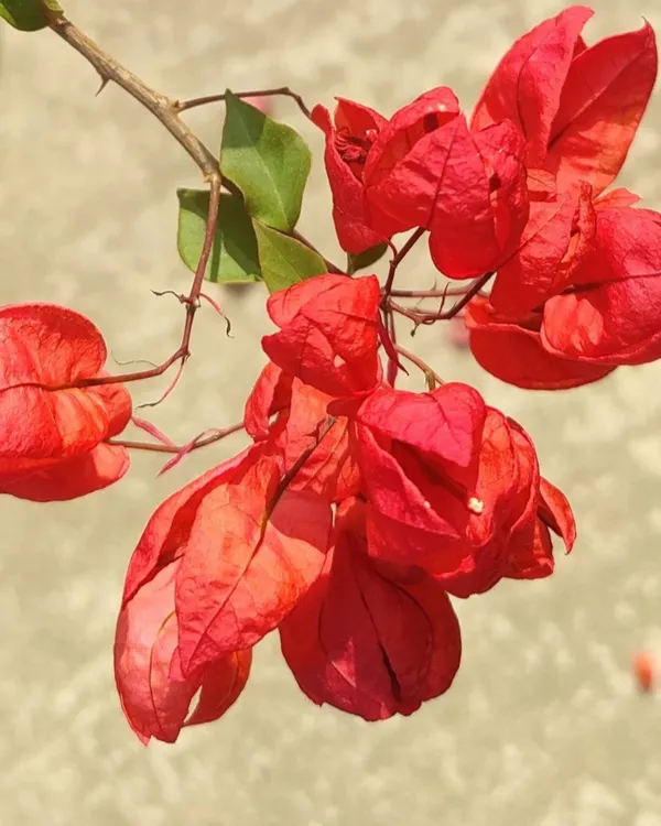 Tanglong_Red_Bougainvillea_Plant_|_Grafted_Exotic_High_Bloom_Variety_|_Bright_Red_Flowers_|_Perfect_for_Terrace_&_Outdoor_Gardens_|_Healthy_Live_Plant_Guaranteed.