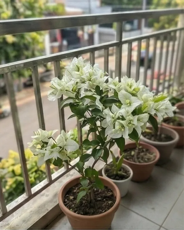 Salju_Dewata_Bougainvillea_Plant_|_Grafted_Rare_Elegant_Bloom_Variety_|_White_Pink_Tint_Flowers_|_Heavy_Flowering_|_Healthy_Live_Plant_Guaranteed