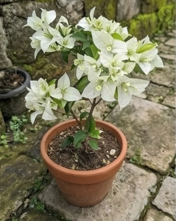 Salju_Dewata_Bougainvillea_Plant_|_Grafted_Rare_Elegant_Bloom_Variety_|_White_Pink_Tint_Flowers_|_Heavy_Flowering_|_Healthy_Live_Plant_Guaranteed