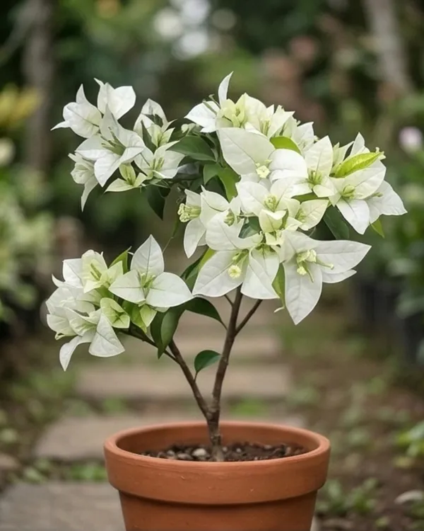 Salju_Dewata_Bougainvillea_Plant_|_Grafted_Rare_Elegant_Bloom_Variety_|_White_Pink_Tint_Flowers_|_Heavy_Flowering_|_Healthy_Live_Plant_Guaranteed