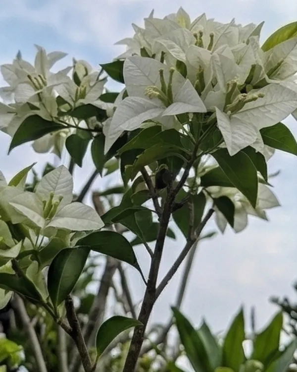 Salju_Dewata_Bougainvillea_Plant_|_Grafted_Rare_Elegant_Bloom_Variety_|_White_Pink_Tint_Flowers_|_Heavy_Flowering_|_Healthy_Live_Plant_Guaranteed