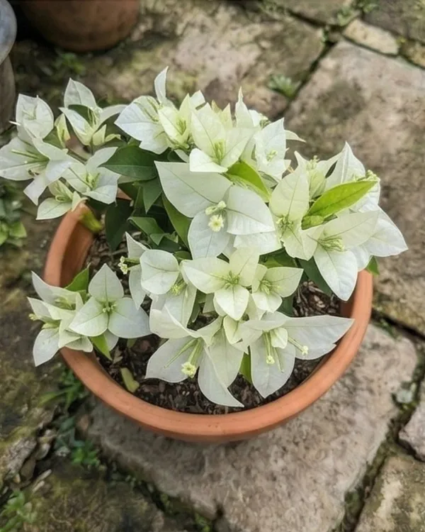 Salju_Dewata_Bougainvillea_Plant_|_Grafted_Rare_Elegant_Bloom_Variety_|_White_Pink_Tint_Flowers_|_Heavy_Flowering_|_Healthy_Live_Plant_Guaranteed
