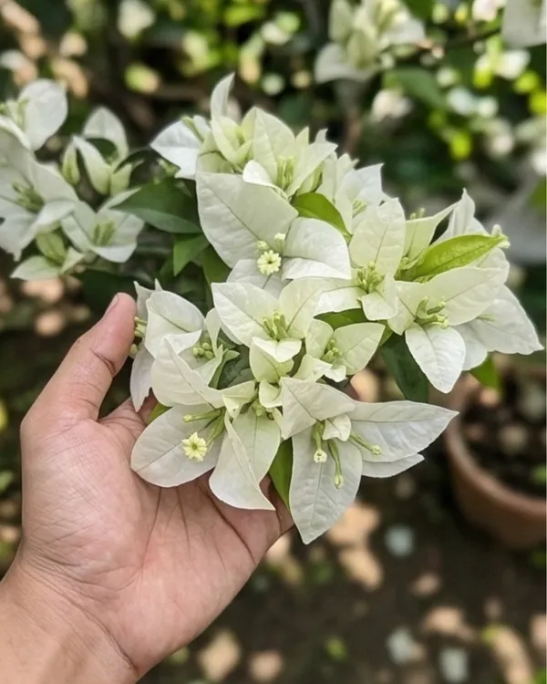 Salju_Dewata_Bougainvillea_Plant_|_Grafted_Rare_Elegant_Bloom_Variety_|_White_Pink_Tint_Flowers_|_Heavy_Flowering_|_Healthy_Live_Plant_Guaranteed